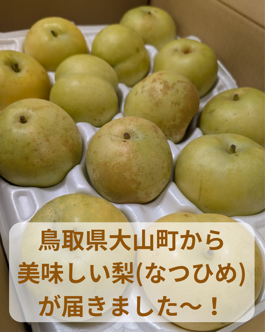 鳥取県大山町から梨が届きました!